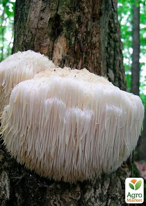 Мицелий на дубовых брусочках "Гериций шиповатый" 10шт