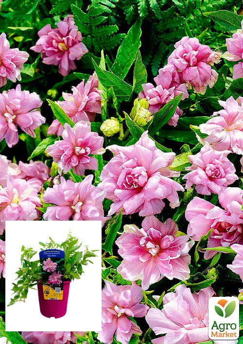 Калистегия махровая 3-х летняя (Calystegia hederacea Flore Pleno) С2