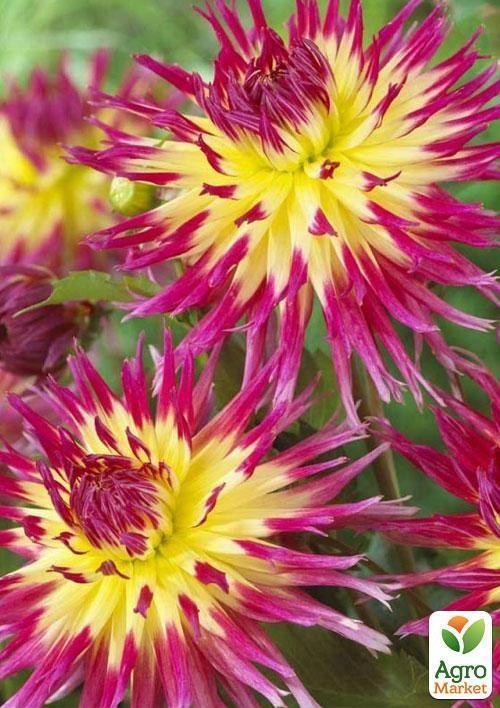 Георгина "Lindsay Michelle" - фото 2