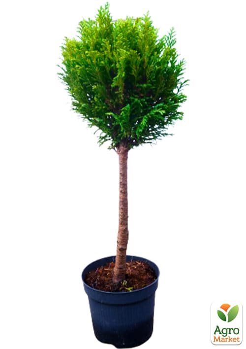 LMTD Туя на штамбе 3-х летняя "Brabant" (40-60см) - фото 5