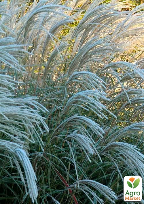 Мискантус китайский "Herman Mussel" С1.5
