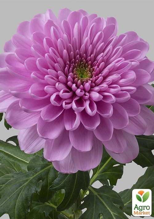 Хризантема зрізочна "Ksenia"