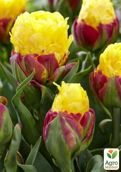 Тюльпан "Ice Cream Banana" - фото 5