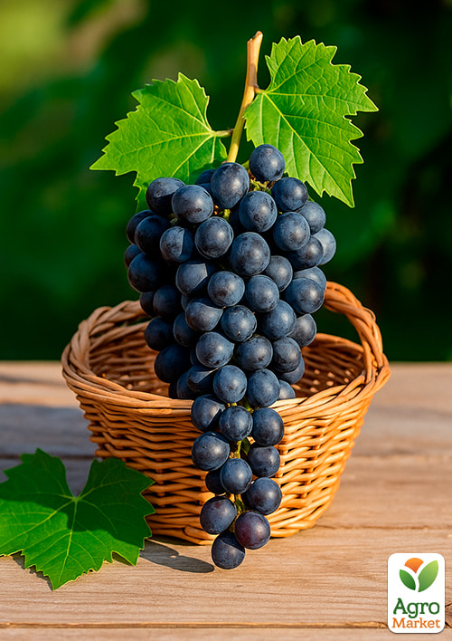 Виноград "Аттика" (кишмиш, ранний срок созревания) - фото 4