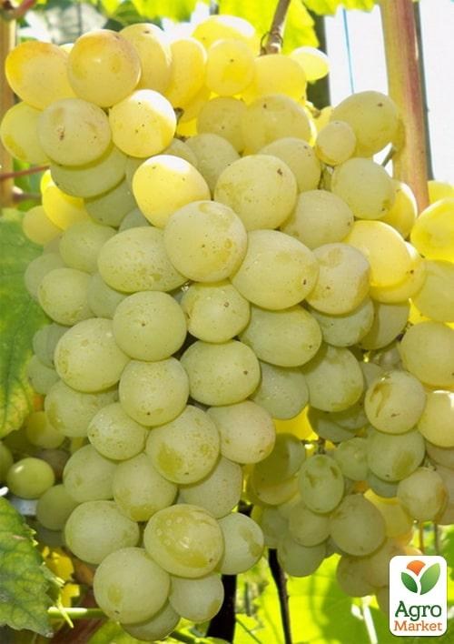 Виноград вегетирующий "Ладанный" 