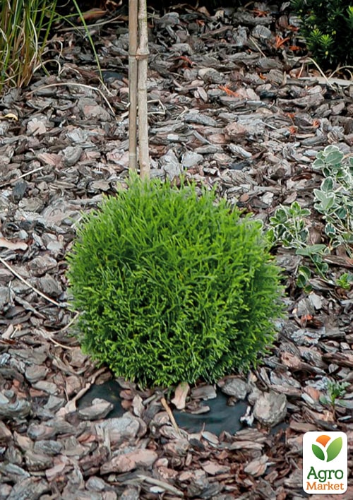 Туя западная "Hoseri" С3, высота 25-30см - фото 3