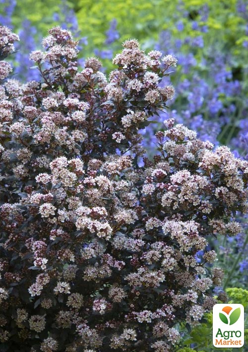Пухироплідник калинолистний "Little Joker" вазон Р9 - фото 3