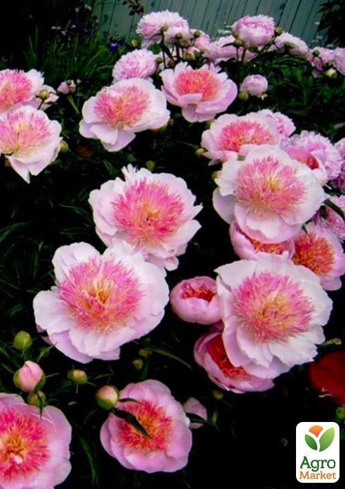 Пион травянистый "Жемчужная россыпь" 1шт в упаковке