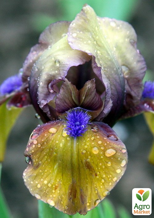 Ирис карликовый "Gingerbread Man" 