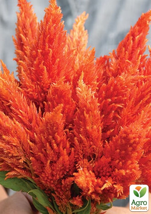 Целозия серебристая Sunday "Orange" - фото 3