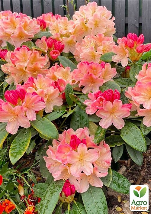Рододендрон "Felicitas" 2-х летний (персиковый) - фото 2