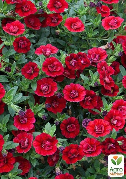 Калибрахоа Calita "Double Red" (контейнер №10, высота 10-15см) - фото 2