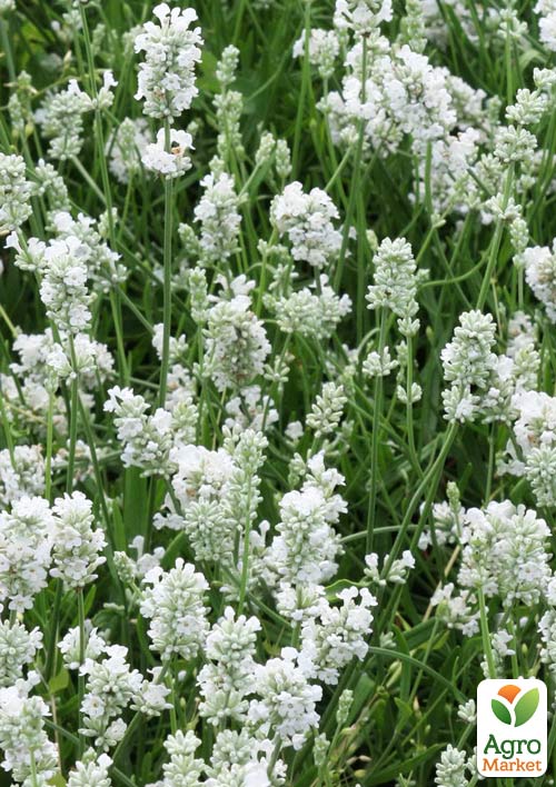 Лаванда узколистная белоснежная "Alba" (контейнер Р9)