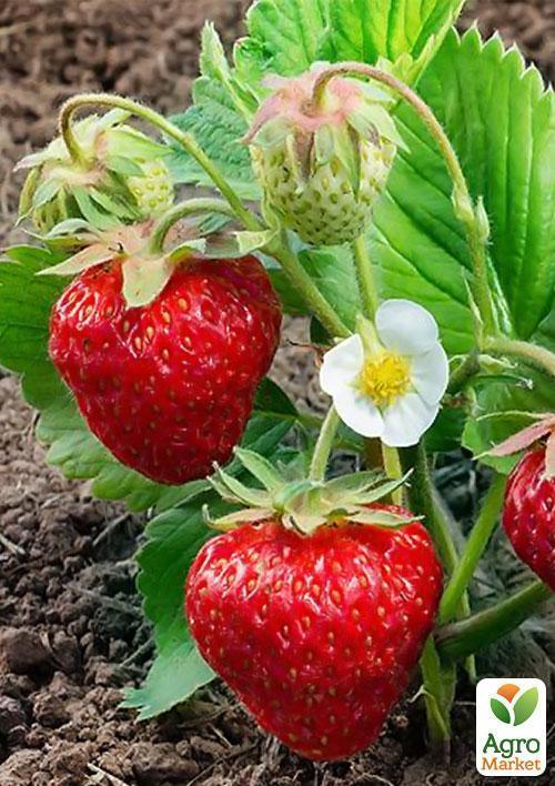 Полуниця "Пегас" (Pegasus) (пізній термін дозрівання, морозостійкий сорт) - фото 6