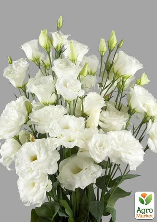 Эустома махровая "Arena White" укорененная в контейнере Р9 - фото 2