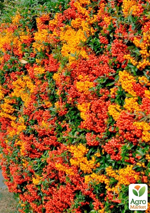 Пираканта (живая изгородь) "Orange Charmer" 