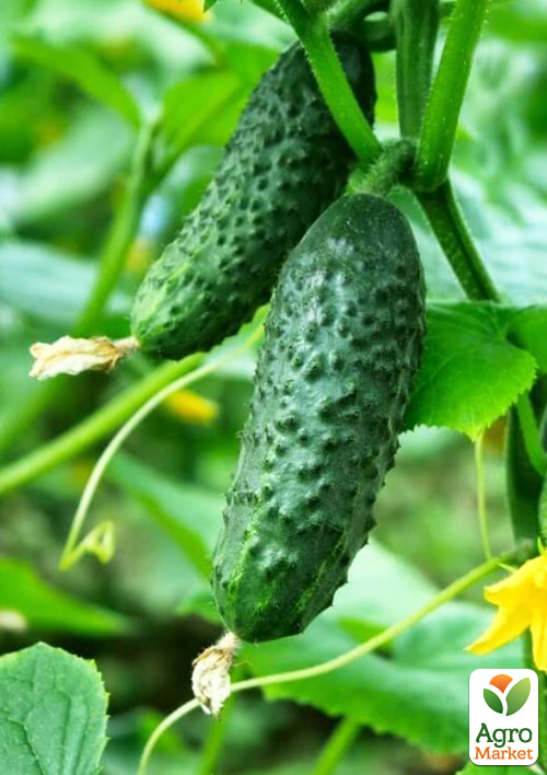 На развес Огурец "Барабулька F1" ТМ "Весна" цена за 1г