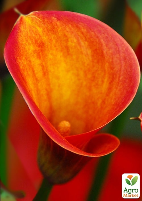 LMTD Зантедескія (кала кімнатна) "Mandarin" - фото 5