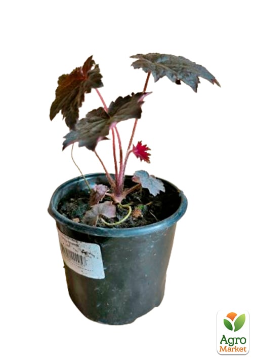 Гейхера (Heuchera) "Palace Purple" 1 шт - фото 5