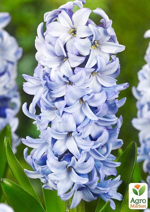 Гиацинт "Blue Eyes" (размер 14/15 , крупный) 2шт в упаковке