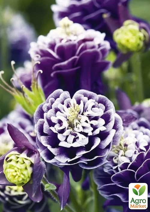 Аквилегия махровая "Christa Barlow" 1шт в упаковке