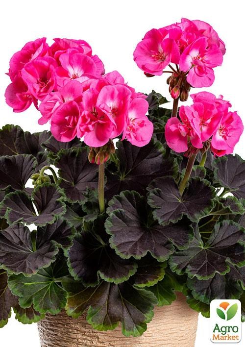 Пеларгония зональная темнолистная "Chocolate Pink" 