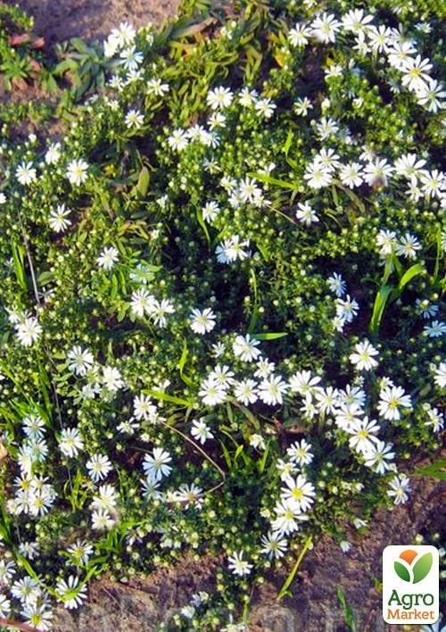 Астра почвопокровная"Snow Flurry" (контейнер № 10) - фото 2
