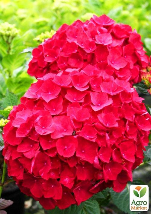 Гортензія крупнолиста червона "Червона красуня" (Red beauty)