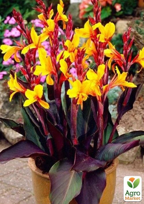 Канна Низькоросла Темнолиста "Semaphore"