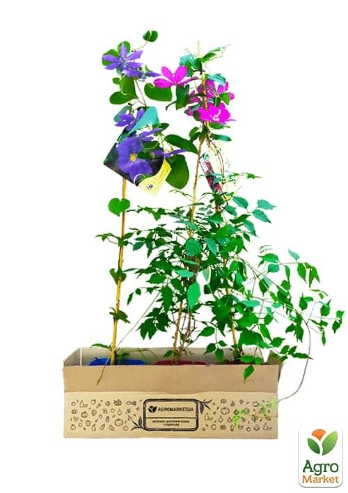 Клематис 3-х річний "Vyvyan Pennel" С2 - фото 4