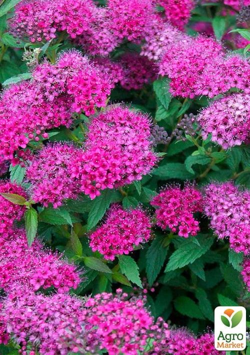 Спірея Японська "Anthony Waterer" (горщик Р9)