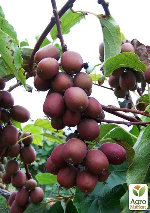 Актинідія "Кінс Ред" (міні-ківі, морозостійкий сорт) - фото 5