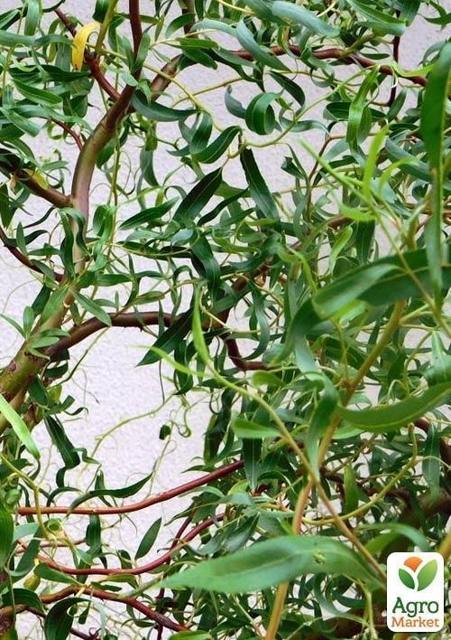 Верба японська "Матсудана" висота 100см - фото 2