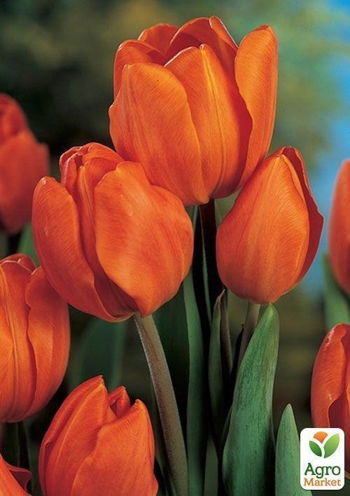 Тюльпан "Orange Bouguet" 3шт в упаковке