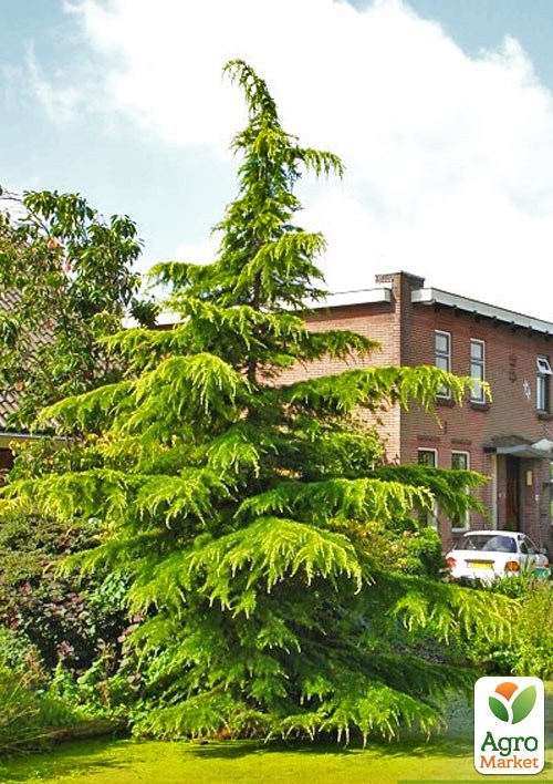 Кедр Атласский (Cedrus atlantica) С3 высота 20-30 см