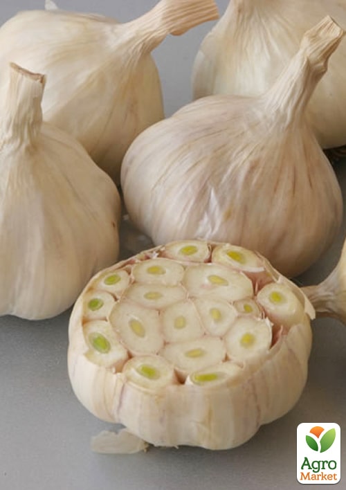Чеснок посадочный "Знахарь" Нидерланды (Головка) 0.2кг