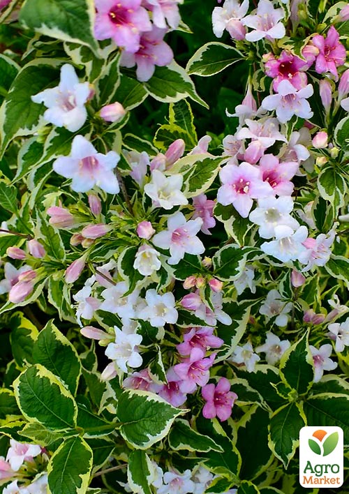 Вейгела "Nana variegata" (Ряболисті) - фото 5