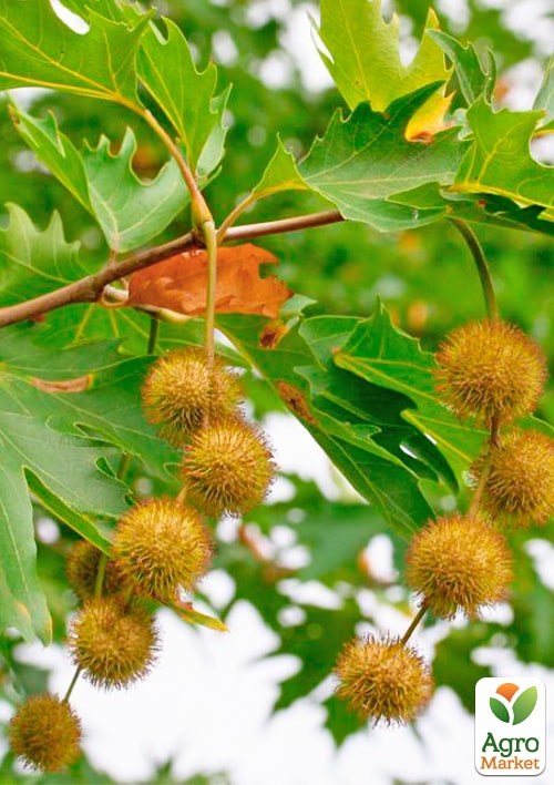 Платан кленолистий "Нispanica" С5 висота 200-250см - фото 3