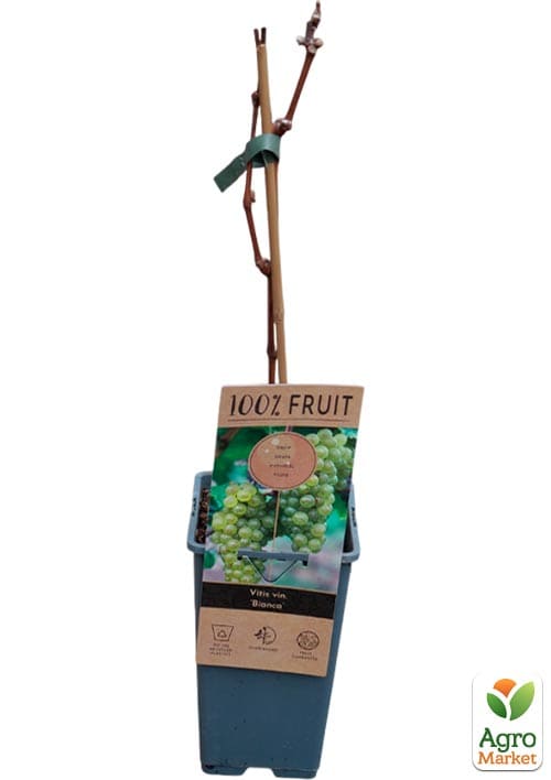 LMTD Виноград "Bianca" (сортовий, укорінений) - фото 2
