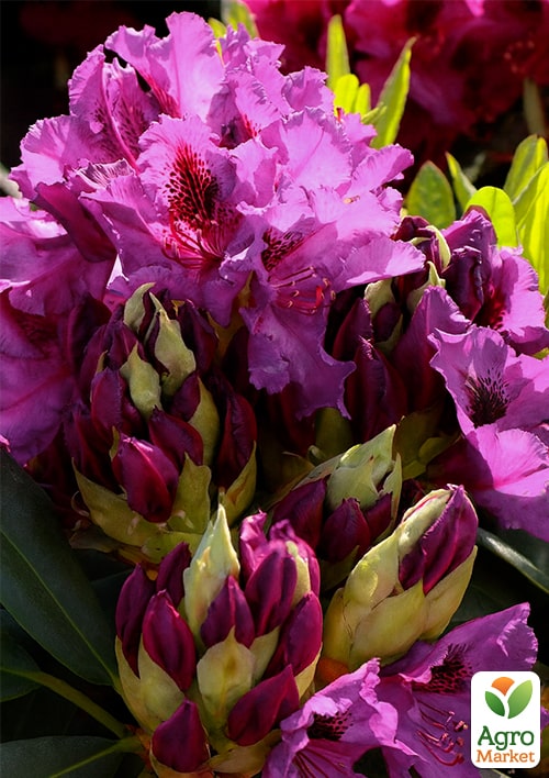 Рододендрон гібридний "Mogambo"