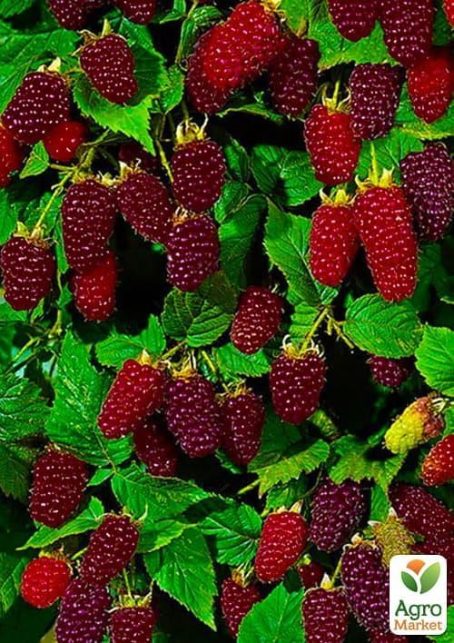 Малинно - ежевичный гибрид "Медана" (ранние сроки созревания)