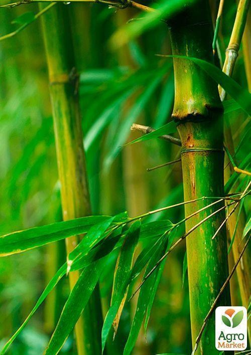 Бамбук "Кімнатний" ТМ "Vesna Exclusive" 5шт - фото 5