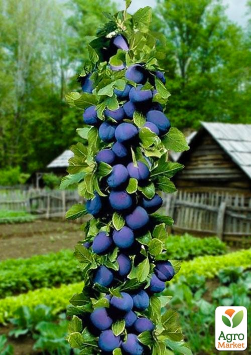 Слива колоновидна "Алича" (Синя велика) (літній сорт, середній термін дозрівання)