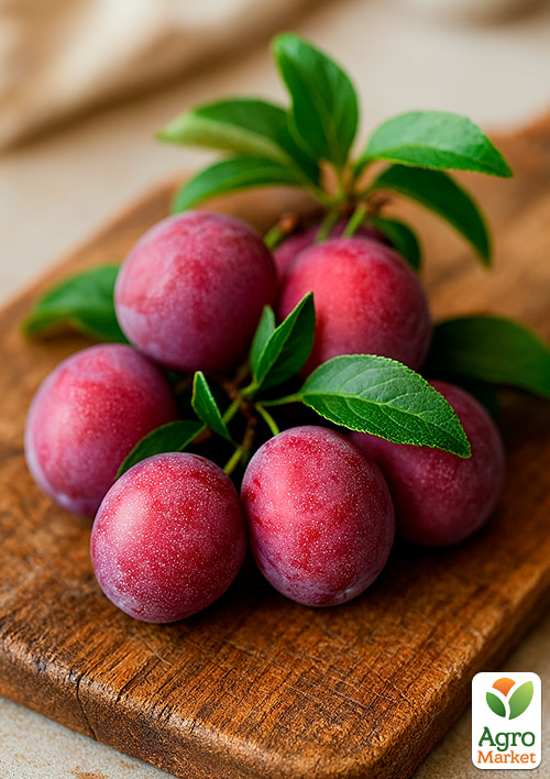 Алича "Данді Голуба" (осінній сорт, середній термін дозрівання) - фото 4