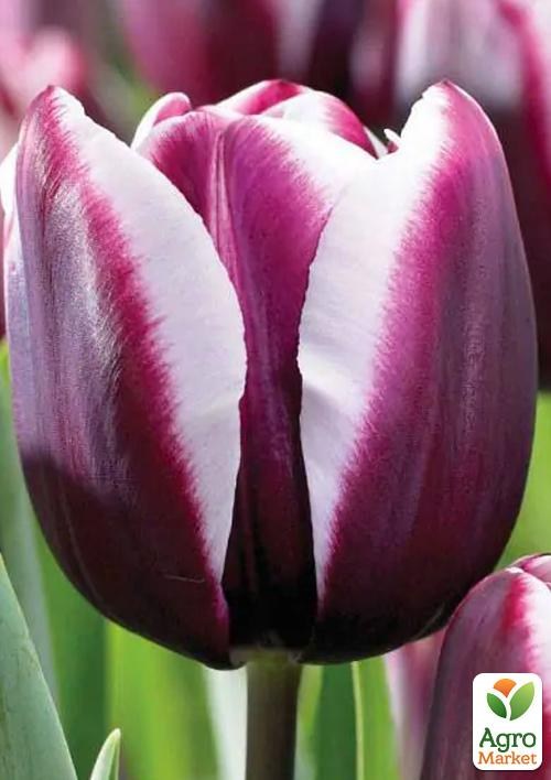 Тюльпан "Alexander Pushkin" - фото 2