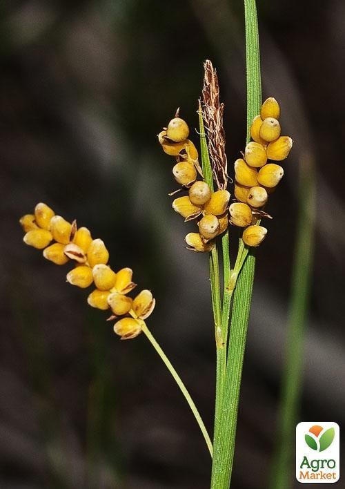Осока Золотистая