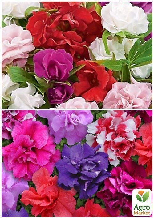 На развес Бальзамин смесь ТМ "Весна" цена  за 3г - фото 4