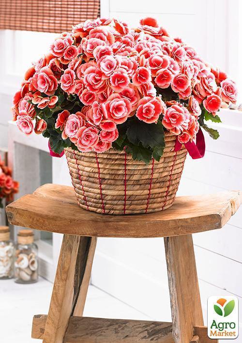 Бегонія "Мармурова" 1шт - фото 5