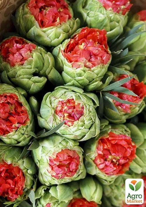 Тюльпан "Bull's Eye"