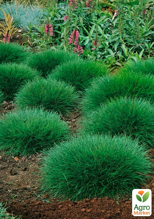 Овсяница зеленая (Festuca green) вазон С1, высота 15-20см